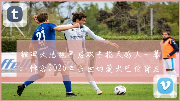 镰田大地绝平后双手指天感人一幕：悼念2026年去世的爱犬巴伦背后故事与品种揭秘